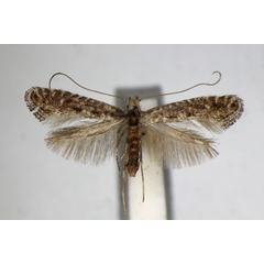 /filer/webapps/moths_gc/media/images/D/devoniella_Parornix_A_ZSM.jpg