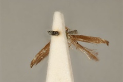 Acrocercops albomaculella