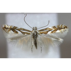 /filer/webapps/moths_gc/media/images/B/blancardella_Phyllonorycter_A_Hellers_2017_A_138.jpg