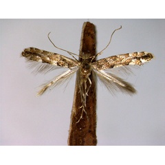 /filer/webapps/moths_gc/media/images/T/tremuloidiella_Phyllonorycter_A_EIHU.jpg