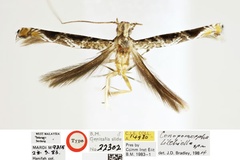 Conopomorpha litchiella