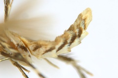 Diphtheroptila breynella
