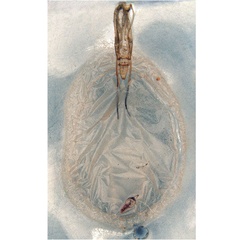 /filer/webapps/moths_gc/media/images/O/oxyloga_Diphtheroptila_pupa_NULT025053.jpg