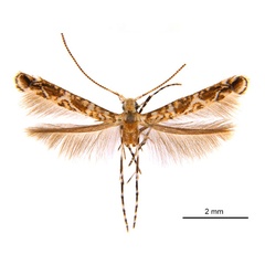 /filer/webapps/moths_gc/media/images/M/macaranga_Polydema_HT_ANIC.jpg