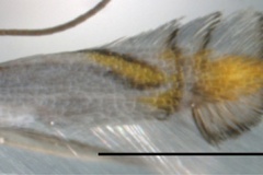 Phyllocnistis indistincta