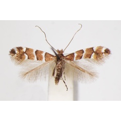 /filer/webapps/moths_gc/media/images/S/scabiosella_Phyllonorycter_A_ZSM_4.jpg