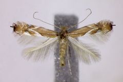 Phyllonorycter endryella