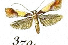 Caloptilia franckella
