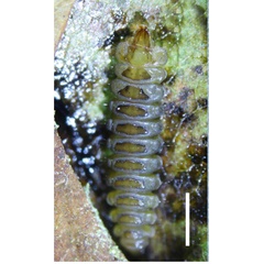 /filer/webapps/moths_gc/media/images/S/serena_Cameraria_larva1_Sawada-etal_2025_5K.jpg
