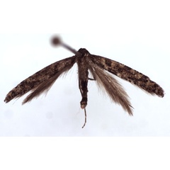 /filer/webapps/moths_gc/media/images/S/suberinella_Caloptilia_A_WJDP.jpg