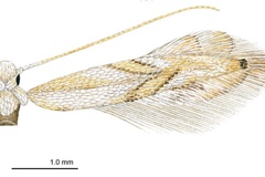 Phyllocnistis perseafolia