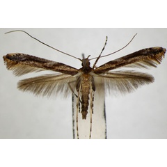 /filer/webapps/moths_gc/media/images/M/magnoliae_Caloptilia_PT_ZSM_4.jpg