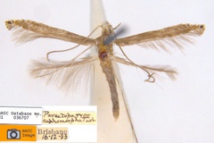 Metacercops cuphomorpha