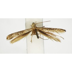 /filer/webapps/moths_gc/media/images/T/trichophysa_Parectopa_ST_1408767_BMNH.jpg