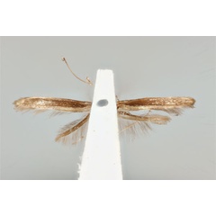 /filer/webapps/moths_gc/media/images/A/aeglophanes_Acrocercops_HT_ANIC31-087243_ventral.jpg