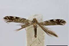 Parectopa rotigera