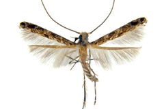 Diphtheroptila virosae