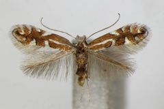 Phyllonorycter cerasicolella