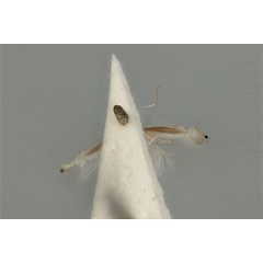 /filer/webapps/moths_gc/media/images/D/diplomochla_Phyllocnistis_ST_ANIC31-076542_ventral.jpg