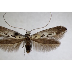 /filer/webapps/moths_gc/media/images/C/caudulatella_Ornixola_A_ZSM_5.jpg