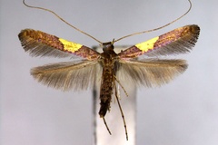Caloptilia theivora