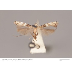 /filer/webapps/moths_gc/media/images/P/panconita_Murwillumbah_HT_ANIC31-074442_dorsal.jpg
