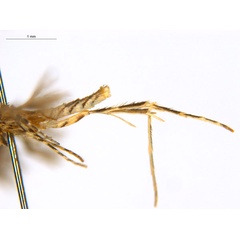 /filer/webapps/moths_gc/media/images/C/crotonella_Diphtheroptila_PT9_legs_ANIC.jpg