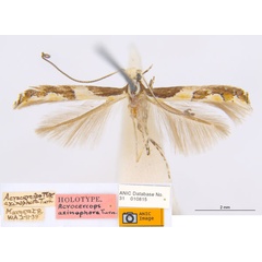 /filer/webapps/moths_gc/media/images/A/axinophora_Acrocercops_HT_ANIC.jpg