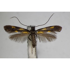 /filer/webapps/moths_gc/media/images/A/auroguttella_Calybites_A_ZSM.jpg