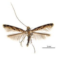 /filer/webapps/moths_gc/media/images/G/glochidia_Diphtheroptila_PT1_ANIC.jpg