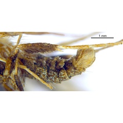 /filer/webapps/moths_gc/media/images/M/myopora_Kallia_HT_hindleg_De-Prins-etal_2025_294.jpg