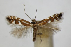 Phyllonorycter junoniella