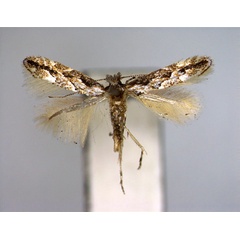 /filer/webapps/moths_gc/media/images/I/issikii_Phyllonorycter_PT_EIHU.jpg