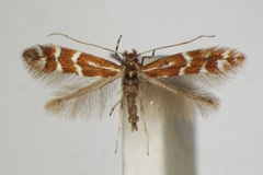Phyllonorycter fraxinella