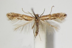 Phyllonorycter spartocytisi