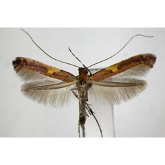 /filer/webapps/moths_gc/media/images/M/monticola_Caloptlia_A_ZSM.jpg