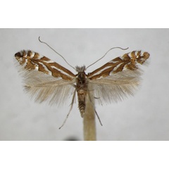 /filer/webapps/moths_gc/media/images/C/cerasinella_Phyllonorycter_A_ZSM.jpg