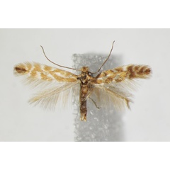 /filer/webapps/moths_gc/media/images/B/baldensis_Phyllonorycter_A_ZSM_3.jpg