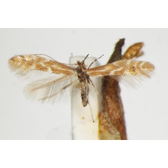 /filer/webapps/moths_gc/media/images/S/staintonella_tictoriella_Phyllonorycter_A_ZSM_2.jpg