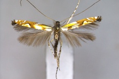 Cryptolectica chrysalis