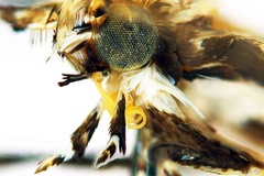 Liocrobyla kuranda