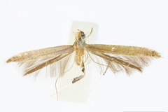Caloptilia chloroptila