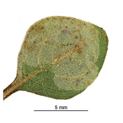 /filer/webapps/moths_gc/media/images/B/botanica_Sabulopteryx_mine_Hoare-et-al_2019_49.jpg