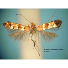 /filer/webapps/moths_gc/media/images/P/penangensis_Phyllonorycter_HT_EIHU.jpg