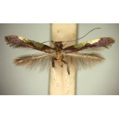 /filer/webapps/moths_gc/media/images/C/chrysoplaca_Caloptilia_HT_TMSA5608.jpg