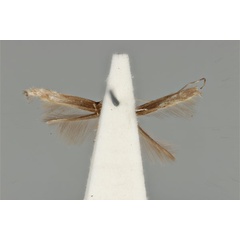 /filer/webapps/moths_gc/media/images/C/clisiophora_Acrocercops_ST_ANIC31-087234_ventral.jpg