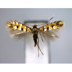 /filer/webapps/moths_gc/media/images/T/takagi_Phyllonorycter_A_EIHU.jpg