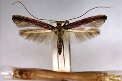Caloptilia schisandrae