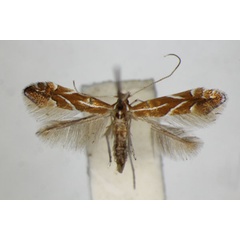 /filer/webapps/moths_gc/media/images/L/leucographella_Phyllonorycter_A_ZSM.jpg