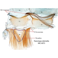/filer/webapps/moths_gc/media/images/R/robiniella_Parectopa_GM_Kirichenko-et-al_2016_135.jpg